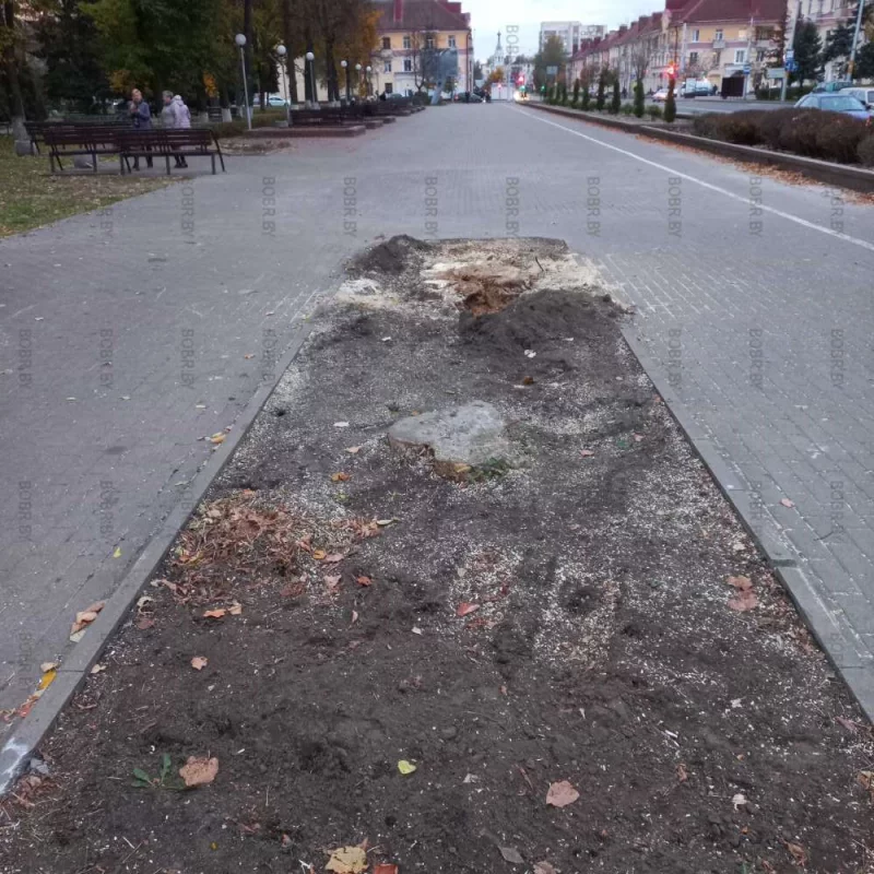 Вот теперь, да город стал зеленее