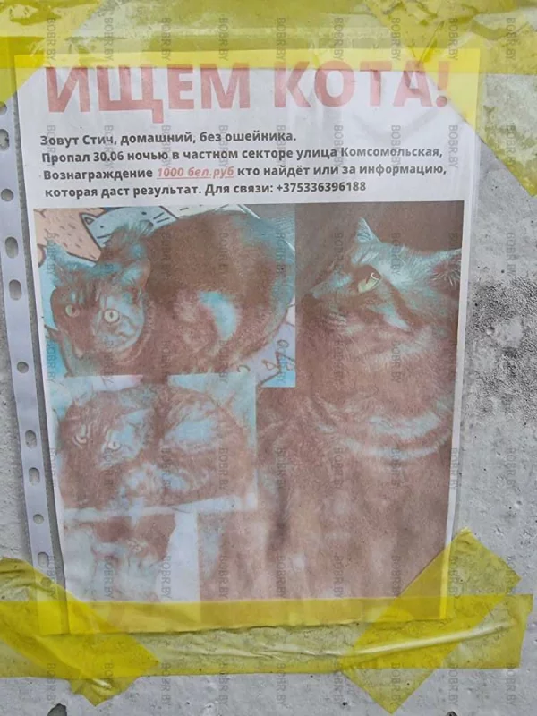 Дорогой кот где-то здесь потерялся.