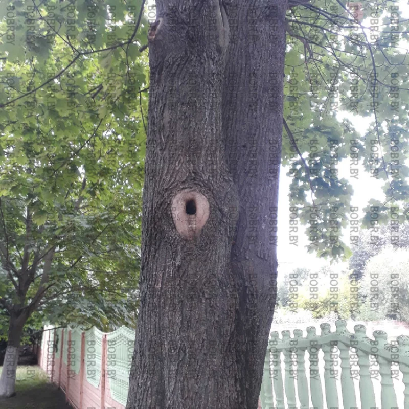 Дерево