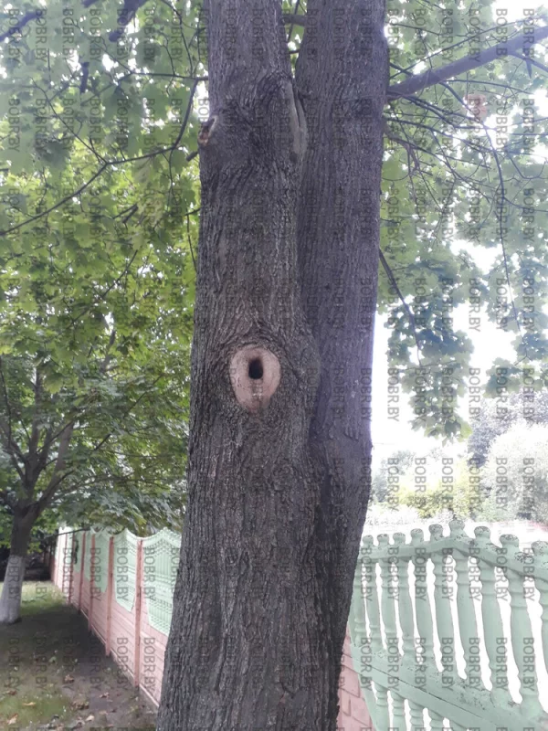 Дерево