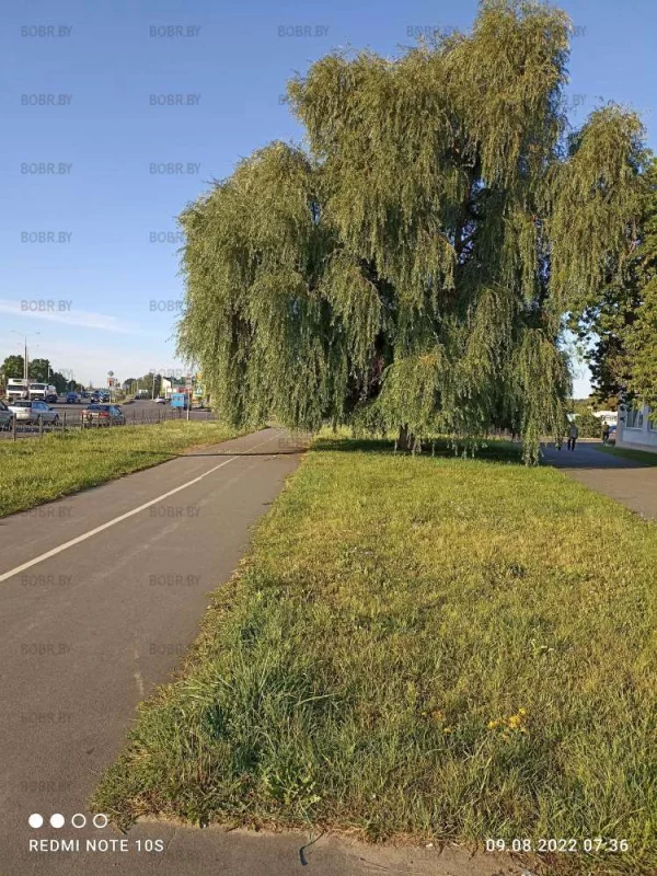 Пора подстричь иву на перекрестке Крылова-Гоголя