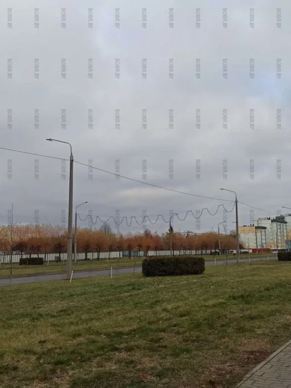 Георгиевский. В чем прикол посадки деревьев в середине ноября?