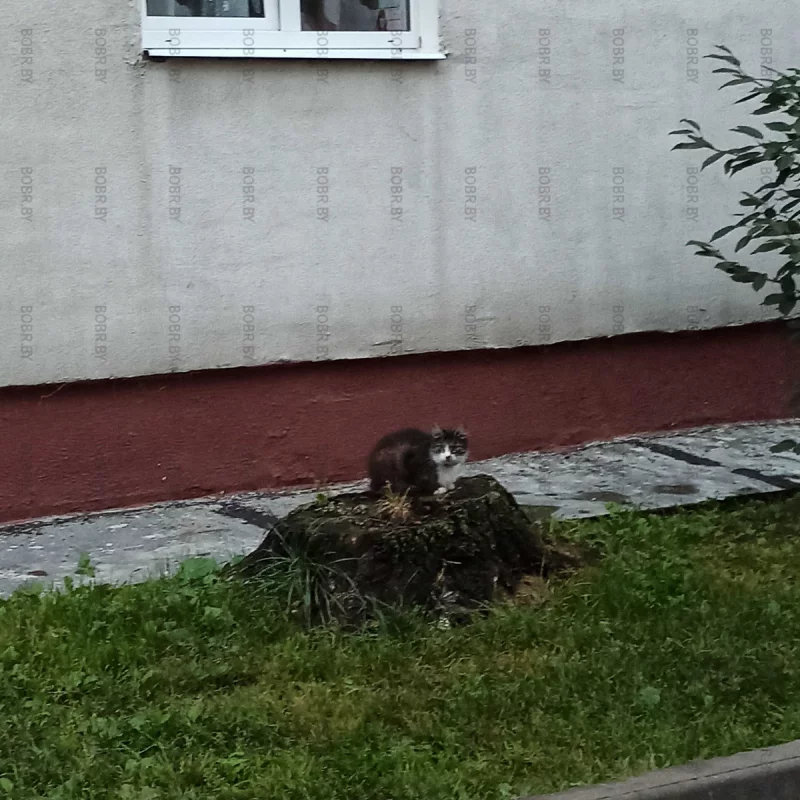 На пенек сел, осталось покушать получить:)