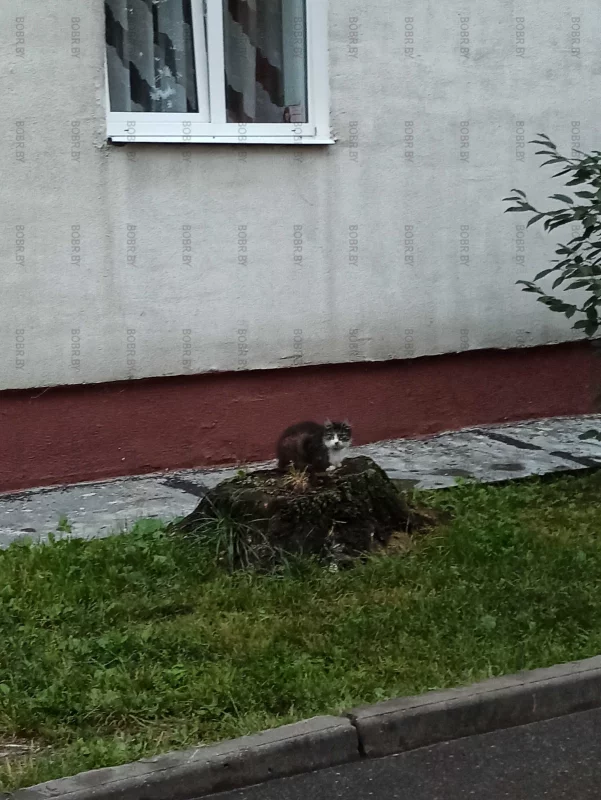 На пенек сел, осталось покушать получить:)