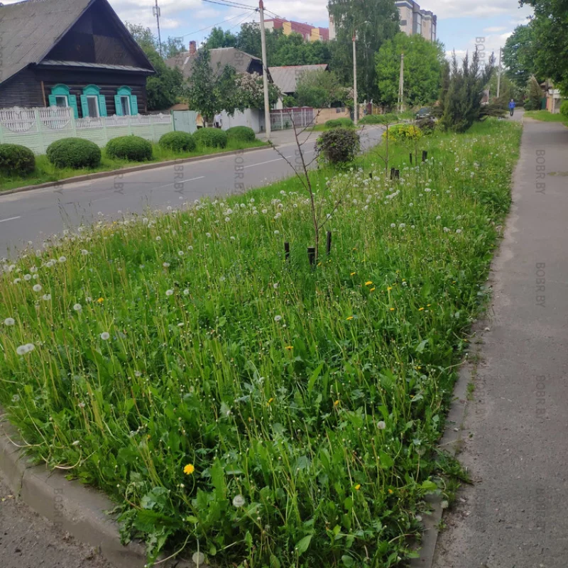 В этом году, траву ещё ни разу не косили.