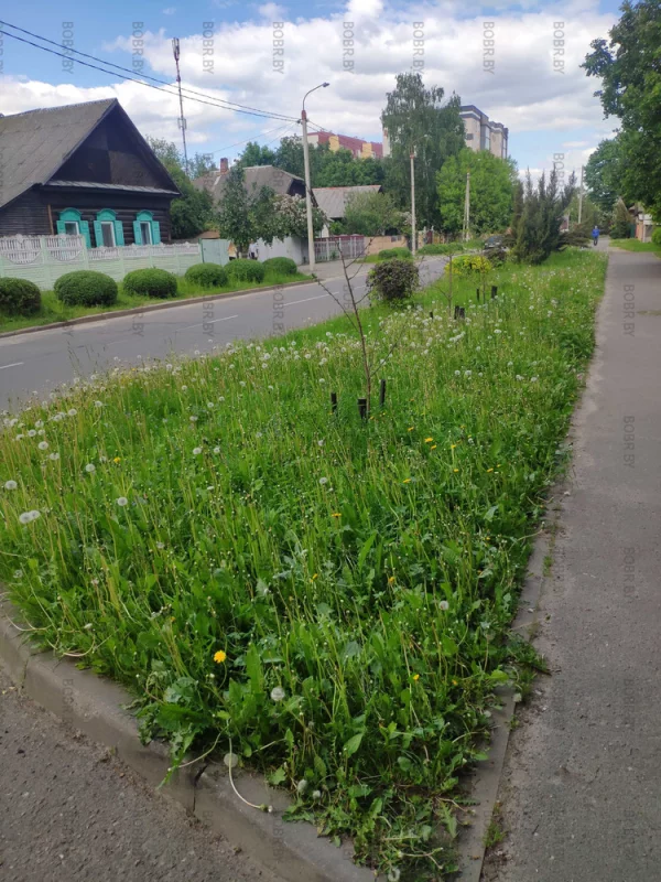 В этом году, траву ещё ни разу не косили.