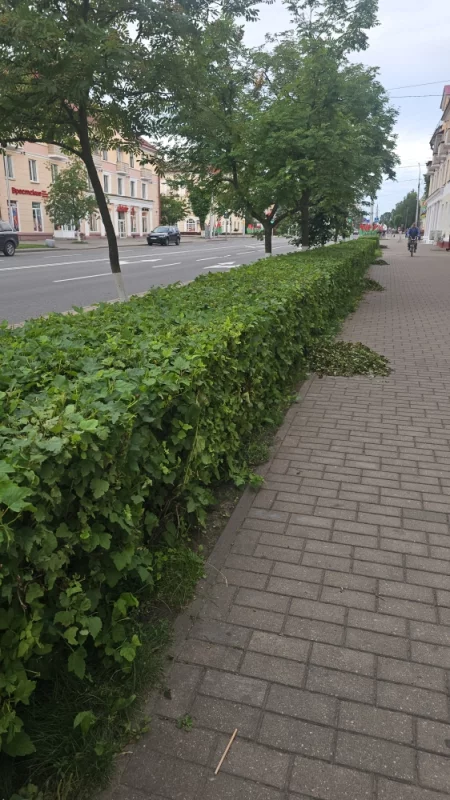 Подровняли кусты на Минской