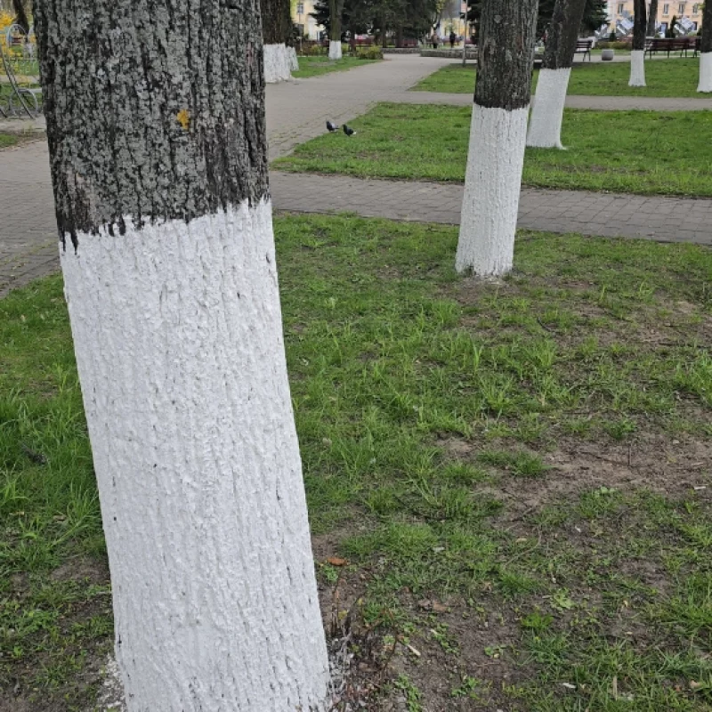 А кто-нибудь знает Зачем красят деревья?