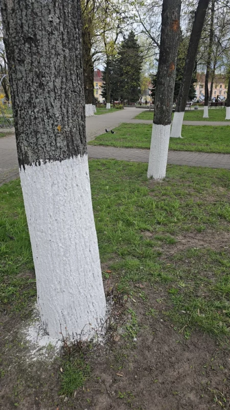 А кто-нибудь знает Зачем красят деревья?