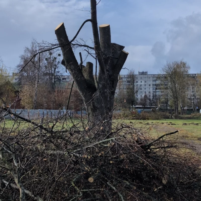 Постройка нового дома в Бобруйской крепости. Деревья спилили, забор поставили. Но паспорта объекта все ещё нет.