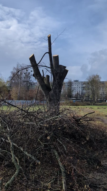 Постройка нового дома в Бобруйской крепости. Деревья спилили, забор поставили. Но паспорта объекта все ещё нет.