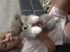 Щенок померанского шпица