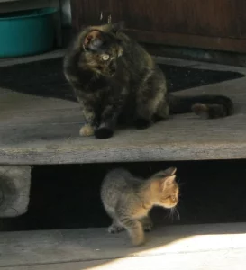Котята