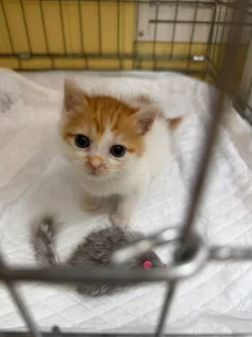 Котёнок в добрые и заботливые руки