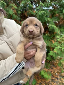 Щенки в хорошие руки