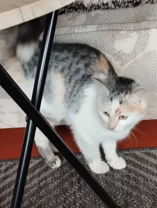 Кошечки-подростки ищут дом