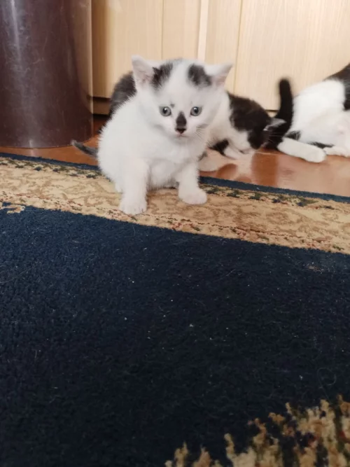 Котенок мальчик ищет дом