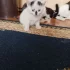 Котенок мальчик ищет дом