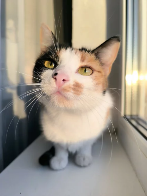 Кошка