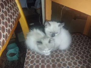 Отдам котят в хорошие руки