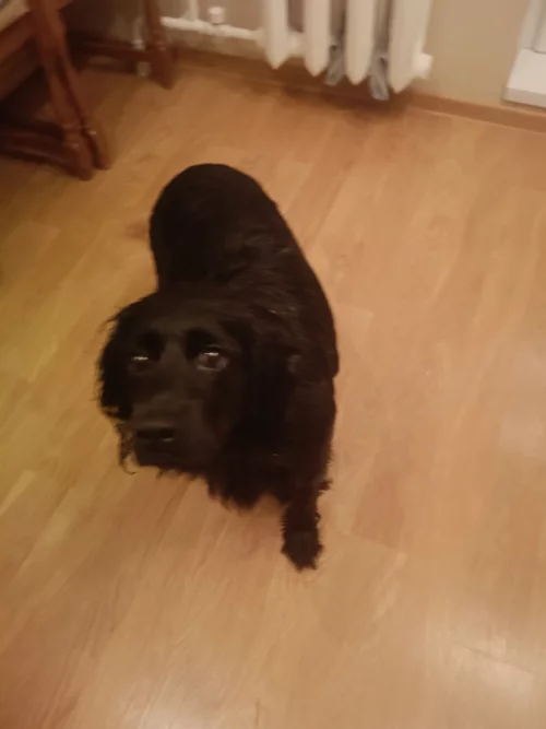 Найдена собака