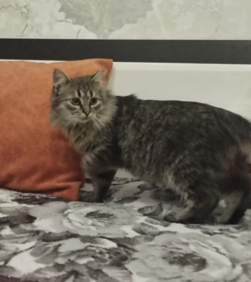 Котик мальчик, возраст 6, 5 месяцев