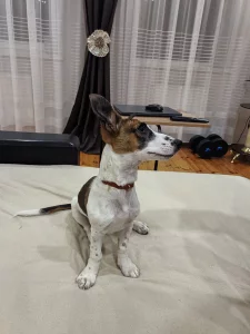 В добрые руки