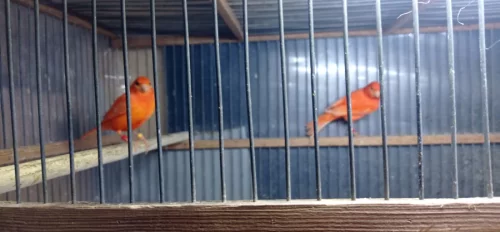 Красных канареек