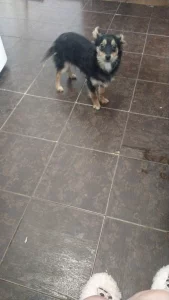 Отдам песеля