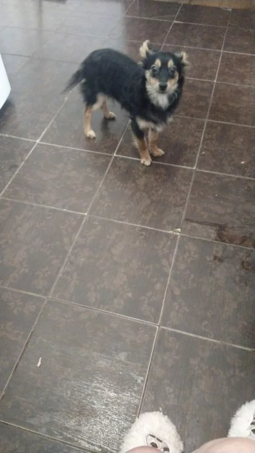 Отдам песеля