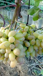 Саженцы винограда