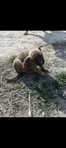 Отдам щенка немецкой овчарки