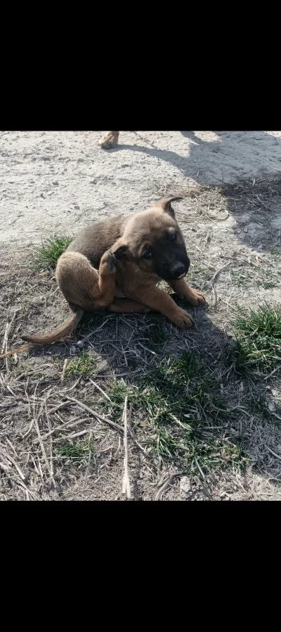 Отдам щенка немецкой овчарки