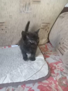 Котята