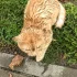 Найден домашний, породистый котик. Ищем семью .