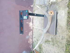 рога лося