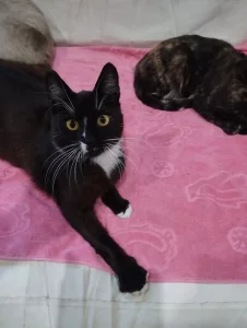 Очень ласковый котик