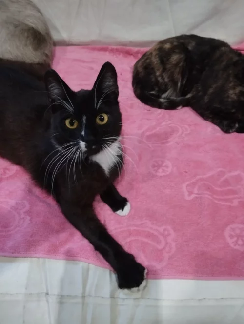 Очень ласковый котик
