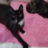 Очень ласковый котик