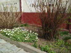 Арабис кавказский (по 50 копеек), фиалка душистая (по 25 копеек)