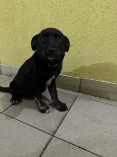 Найден щенок