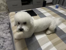 Пропал пес Бишон фризе.