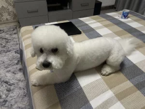 Пропал пес Бишон фризе.