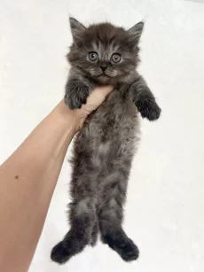 Ищет дом очаровательная котёнок-девочка