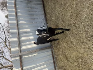 Козочка камори/нуб