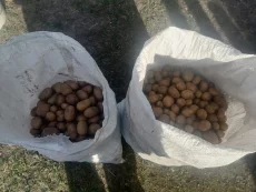 Картофель на корм скоту