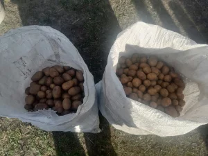 Картофель на корм скоту