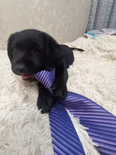 Щенок кокер спаниель гладкошерстный