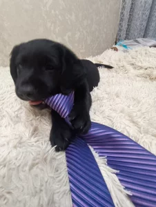 Щенок кокер спаниель гладкошерстный