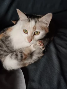 Кошечки-подростки ищут дом